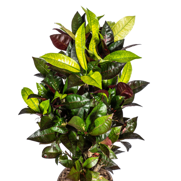 Codiaeum 'Croton' Iceton Ø21cm - ↕60 - 80cm