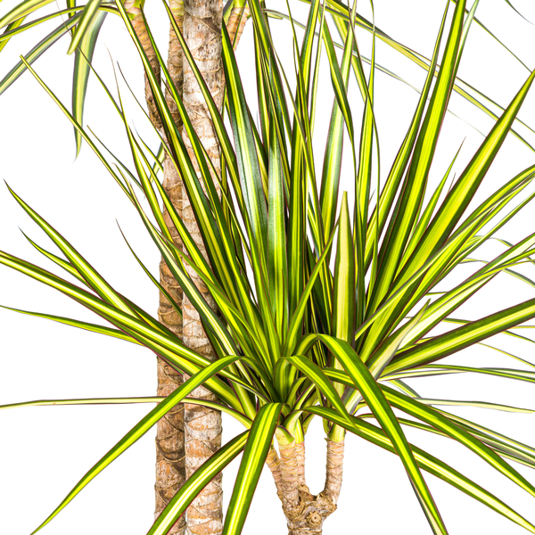 Dracaena Marginata Sunray Ø24cm - ↕130 - 150cm