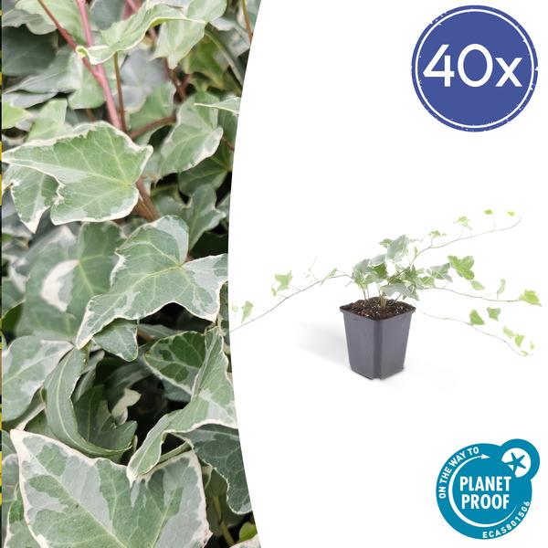 40x Hedera helix 'Glacier' - ↕10-25cm - Ø9cm