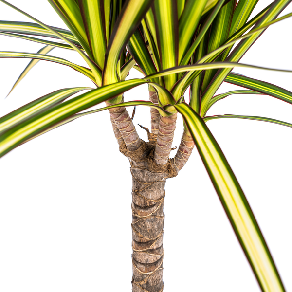 Dracaena Marginata Sunray Ø17cm - ↕60 - 80cm