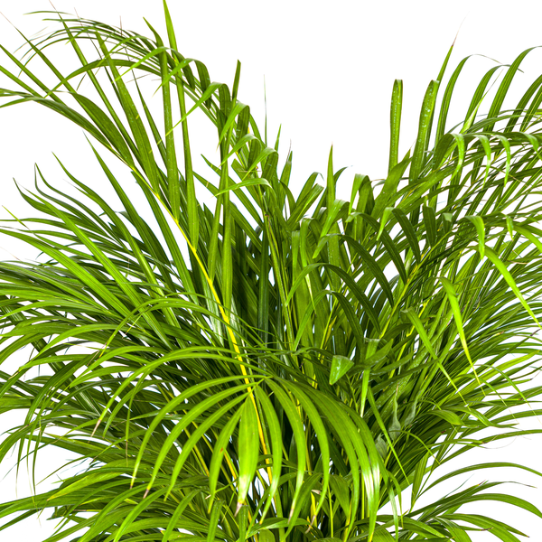 Dypsis Areca Lutescens Ø24cm - ↕120 - 140cm