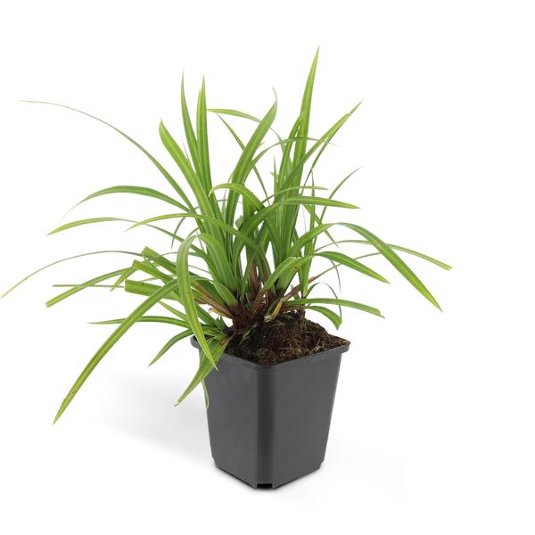 40x Carex morrowii 'Irish Green' - ↕10-25cm - Ø9cm