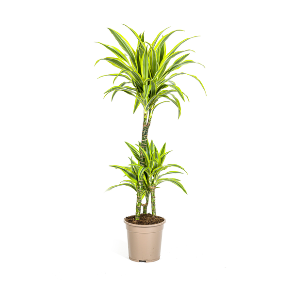 Dracaena Deremensis Lemon Lime Ø21cm - ↕90 - 110cm