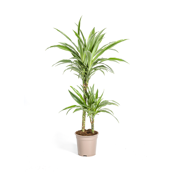 Dracaena Deremensis White Stripe Ø19cm - ↕70 - 90cm