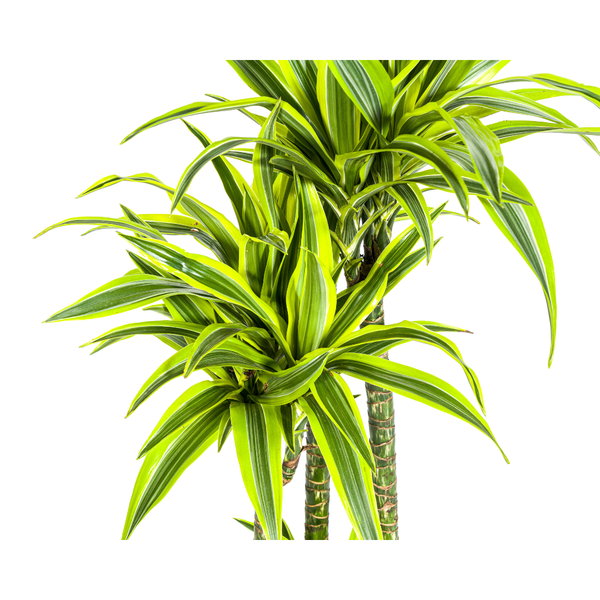 Dracaena Deremensis Lemon Lime Ø27cm - ↕170 - 190cm