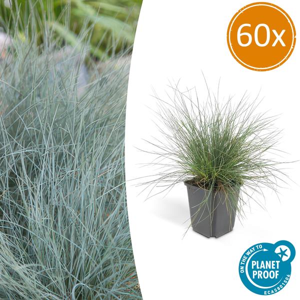 60x Festuca glauca 'Elijah Bleu' - ↕10-25cm - Ø9cm