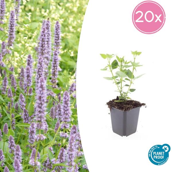 20x Agastache 'Blue Fortune' - ↕10-25cm - Ø9cm