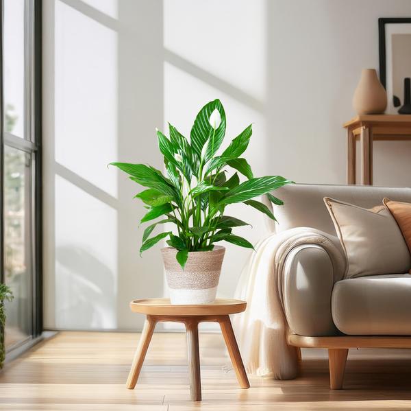 Spathiphyllum met Mand Lissabon wit - 80cm - Ø21