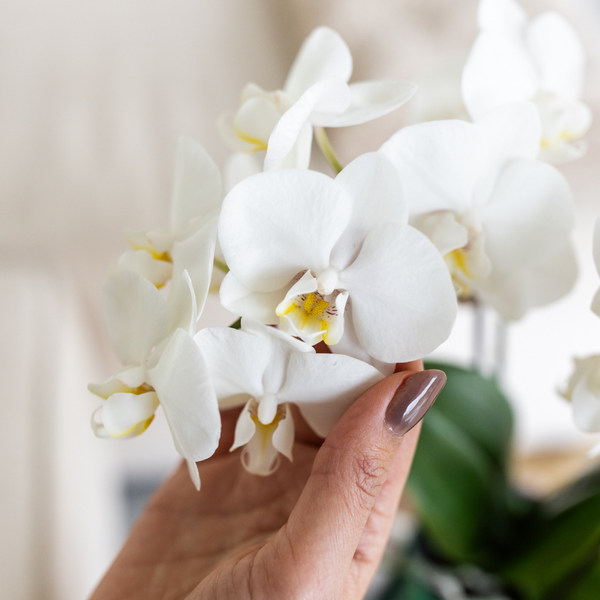 Kolibri Orchids | witte orchidee Amabilis + Malaga sierpot groen - potmaat Ø9cm | bloeiende kamerplant - vers van de kweker