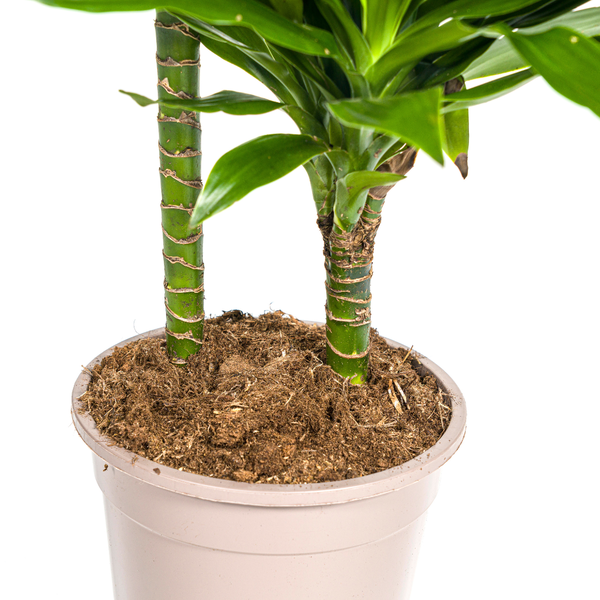 Dracaena Deremensis Green Jewel  Ø19cm - ↕70 - 90cm