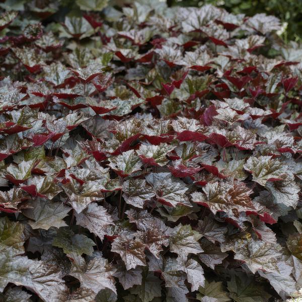 60x Heuchera mic. 'Palace Purple' - ↕10-25cm - Ø9cm