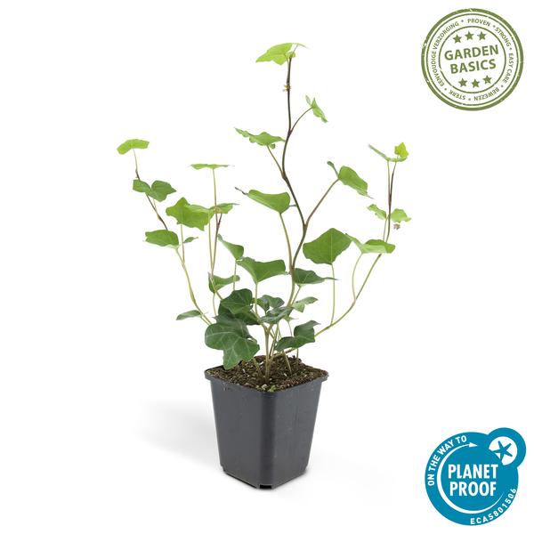 12x Hedera Hibernica - ↕10-25cm - Ø9cm