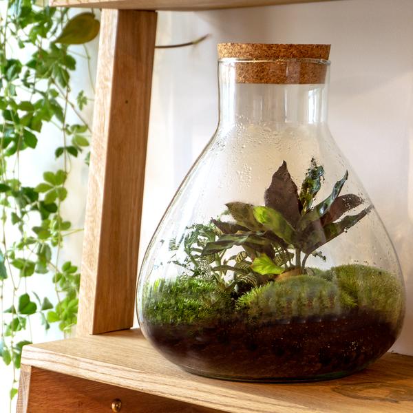 Terrarium bottle  - Model: Sammie -  Closed terrarium ↑ 26,5 cm