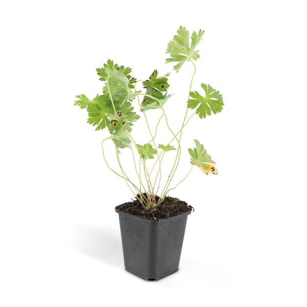 40x Geranium Rozanne - ↕10-25cm - Ø9cm