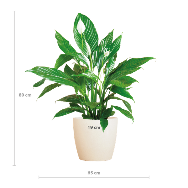 Spathiphyllum met Viber wit - 80cm - Ø21