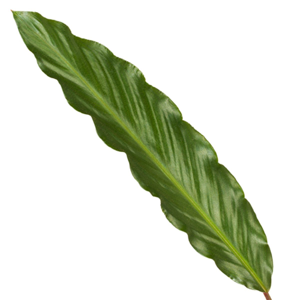 Calathea Wavestar - 80 cm - Ø19cm