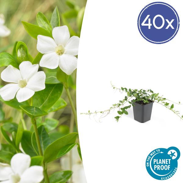 40x Vinca minor 'Alba' - ↕10-25cm - Ø9cm