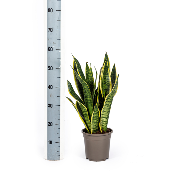 Sansevieria Trifasciata Futura Superba Ø17cm - ↕45 - 55cm