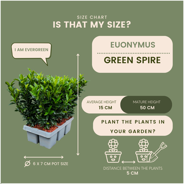 6 x Euonymus 'Green Spire' - 6 x Ø 7 cm - ↨ 15 cm