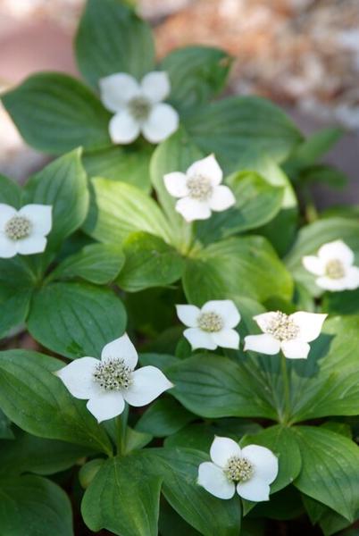 20x Cornus canadensis - ↕10-25cm - Ø9cm