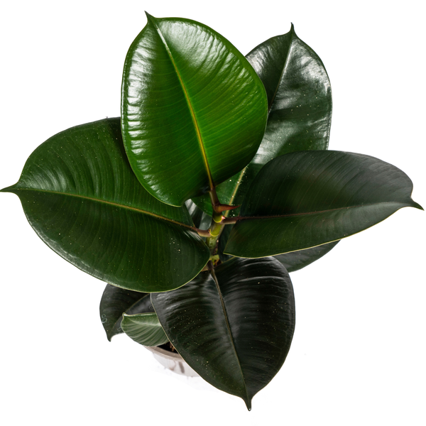 Ficus Elastica Robusta Ø17cm - ↕50 - 60cm