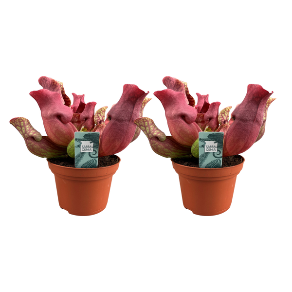 Sarracenia Maroon - 2 stuks - Ø12cm - ↕23cm