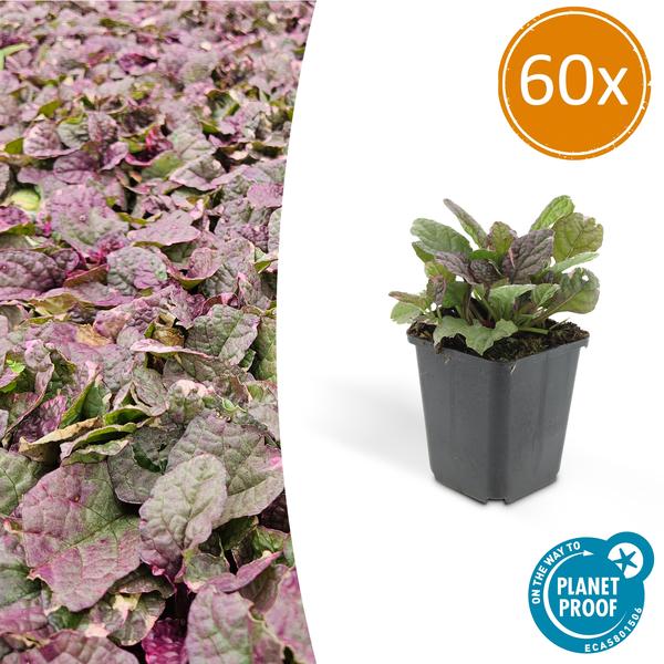 60x Ajuga reptans 'Burgundy Glow' - ↕10-25cm - Ø9cm