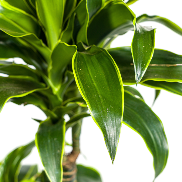 Dracaena Deremensis Dorado Ø21cm - ↕100 - 120cm