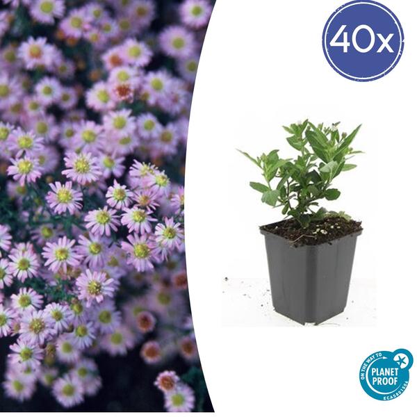 40x Aster ageratoides 'Stardust' - ↕10-25cm - Ø9cm