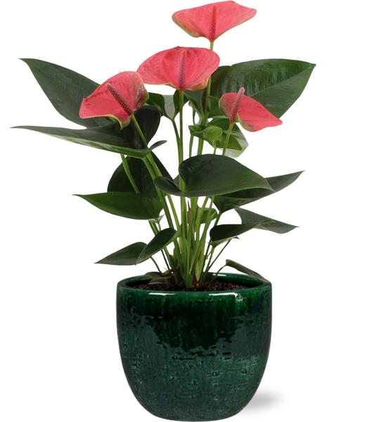 Anthurium Sweet Dream - Ø12cm - ↕36cm + Jolin Pot D14x13cm - Groen