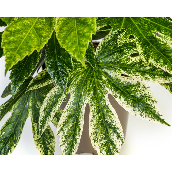 Fatsia Japonica Spider's Web Ø19cm - ↕40 - 50cm