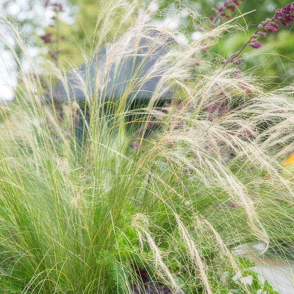 60x Stipa tenuissima 'Ponytails' - ↕10-25cm - Ø9cm