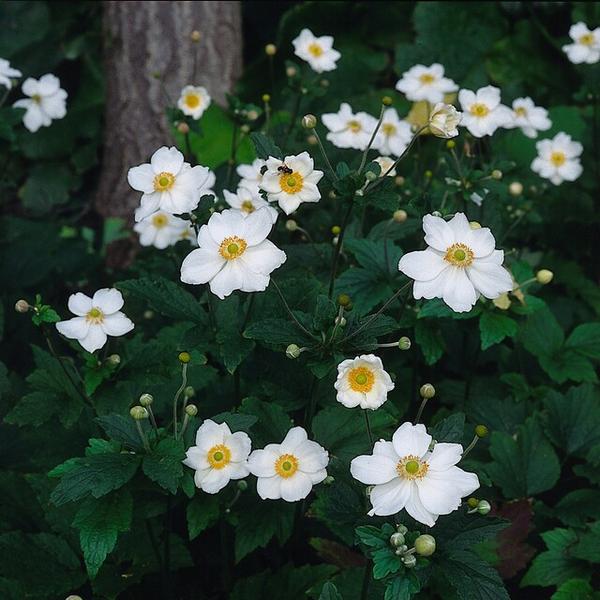 6x Anemone hyb. 'Honorine Jobert' - ↕10-25cm - Ø9cm