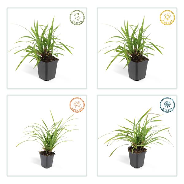 6x Carex morrowii 'Irish Green' - ↕10-25cm - Ø9cm