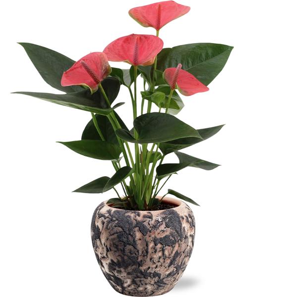 Anthurium Sweet Dream - Ø12cm - ↕36cm + Doug Pot D14x13cm - Zwart Beige