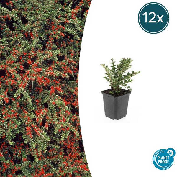 12x Cotoneaster horizontalis - ↕10-25cm - Ø9cm