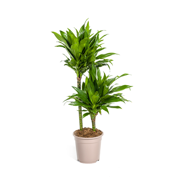 Dracaena Deremensis Green Jewel  Ø19cm - ↕70 - 90cm