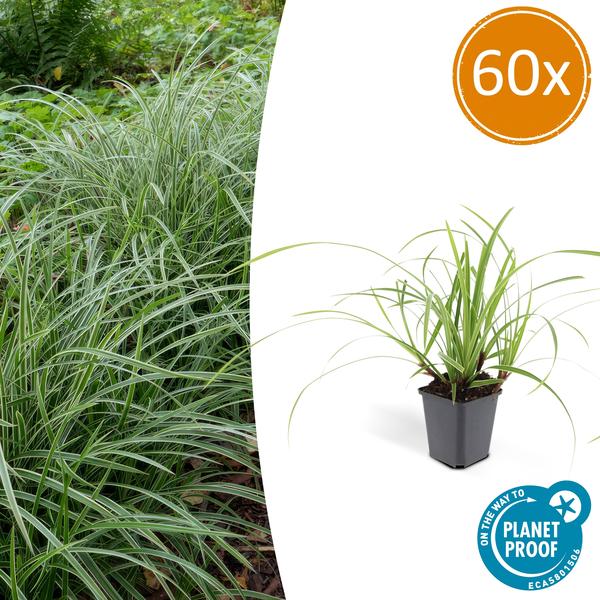 60x Carex morrowii 'Ice Dance' - ↕10-25cm - Ø9cm