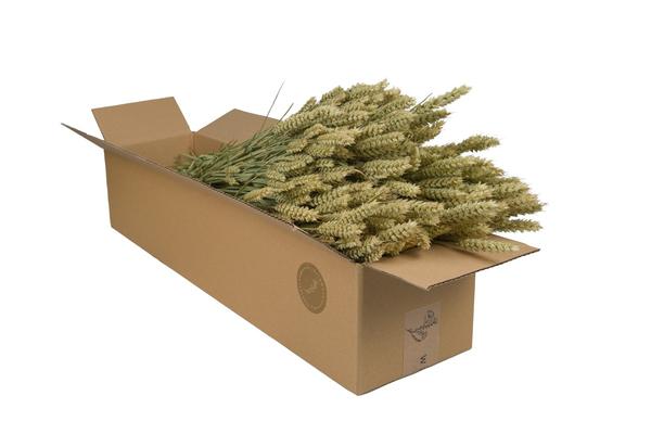 Droogbloemen - Tarwe (Triticum) - Natural - 4 bosjes - ↕60cm