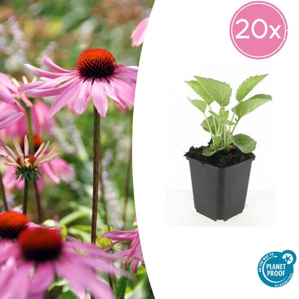 20x Echinacea p. 'Magnus' - ↕10-25cm - Ø9cm