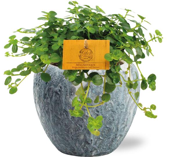 Pilea Depressa Sao Paulo - Ø12cm - ↕20cm + Doug Pot D14x13cm - Grijs Wit