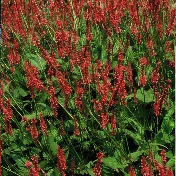 Persicaria amplexicaulis - ↕10-25cm - Ø9cm - 6x