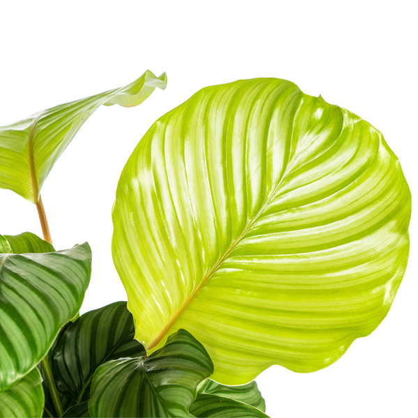 Calathea Orbifolia Ø17cm - ↕45cm