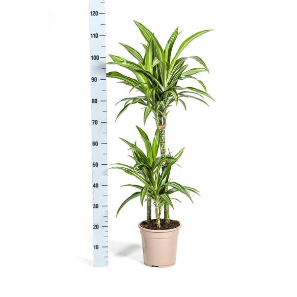 Dracaena Deremensis White Stripe Ø21cm - ↕90 - 110cm