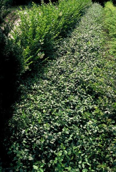 40x Euonymus fort. 'Dart's Blanket' - ↕10-25cm - Ø9cm