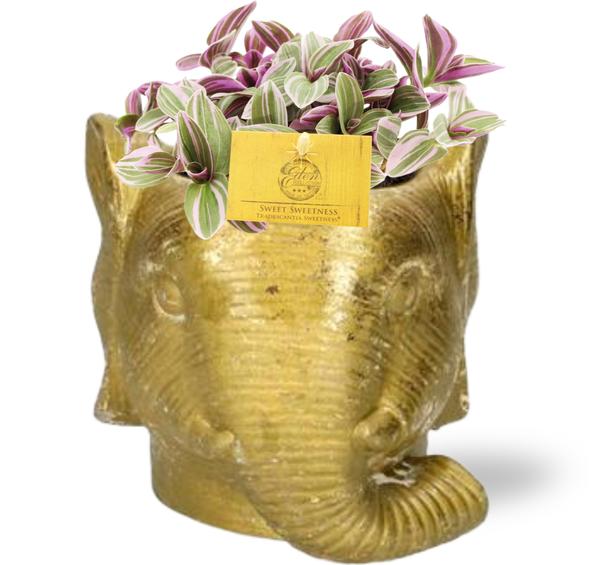 Tradescantia Sweetness - Ø10,5cm - ↕10cm + Planter Olifant D11/12x10cm - Goud