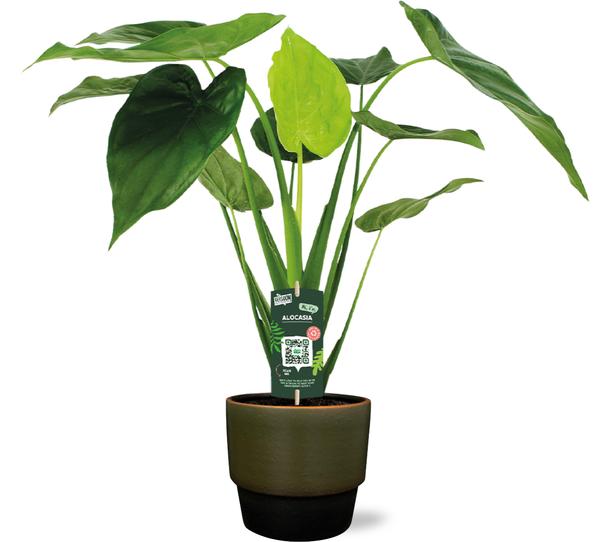 Alocasia Cucullata - Ø19cm - ↕55cm + Erik Pot D20x18cm - Donker Groen