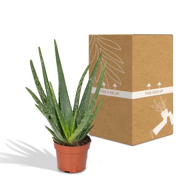 Aloe vera - Ø12cm - ↕40cm - Ø12 - ↨40cm