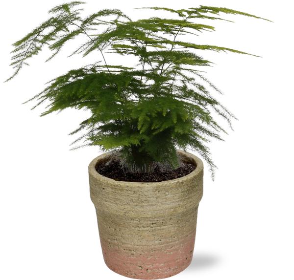 Asparagus Setaceus - Ø12cm - ↕28cm + Invorno Pot D13,5x12,5cm - Naturel