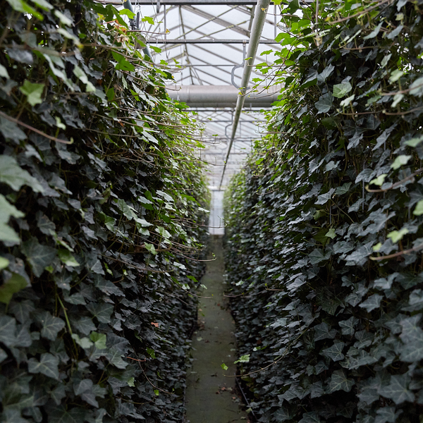 Hedera Hibernica - Klimop - Kant-en-Klaar Haag |  ↔120cm - ↨120 cm